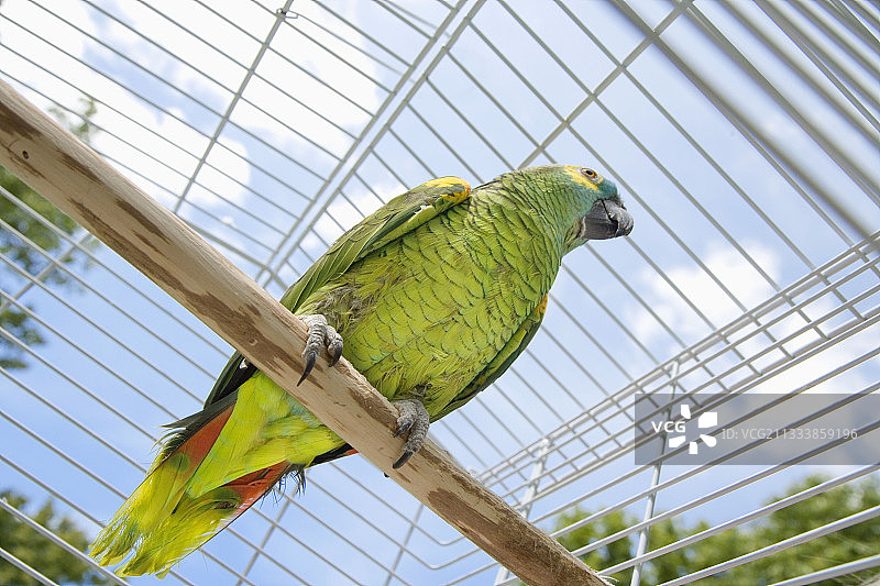 笼子里的蓝额鹦鹉，法国图片素材