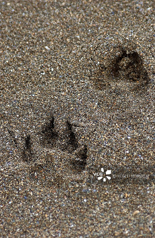 关于设得兰群岛欧洲水獭适应半咸水环境的案例评论图片素材