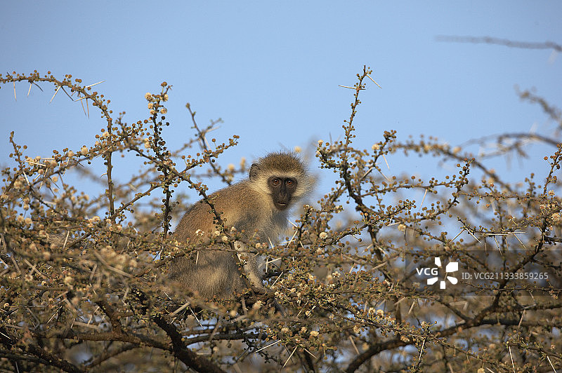 肯尼亚桑布鲁国家公园树上的绿猴图片素材