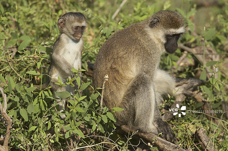 肯尼亚桑布鲁国家公园树上的雌性和幼年绿猴图片素材