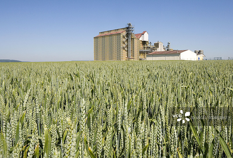 法国未成熟的麦田和粮仓图片素材