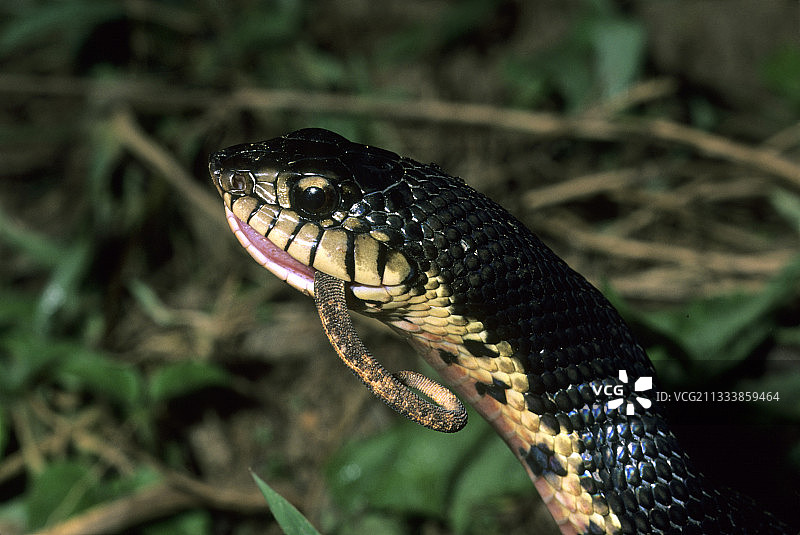 马达加斯加猪鼻蛇捕食变色龙图片素材