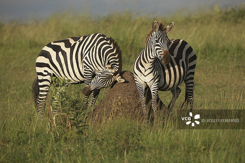 在蚁冢上蹭痒的葛氏斑马，肯尼亚马赛马拉图片素材