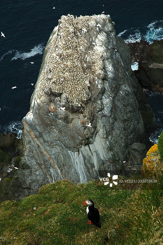 评论：大西洋海鹦是法国鸟类保护联盟的象征。喙在繁殖期会变色图片素材