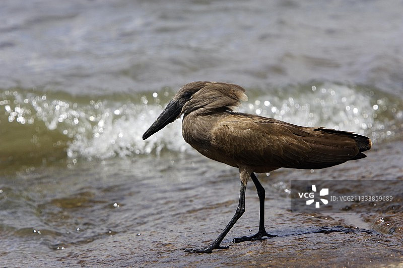 埃塞俄比亚水边的锤头鹳图片素材