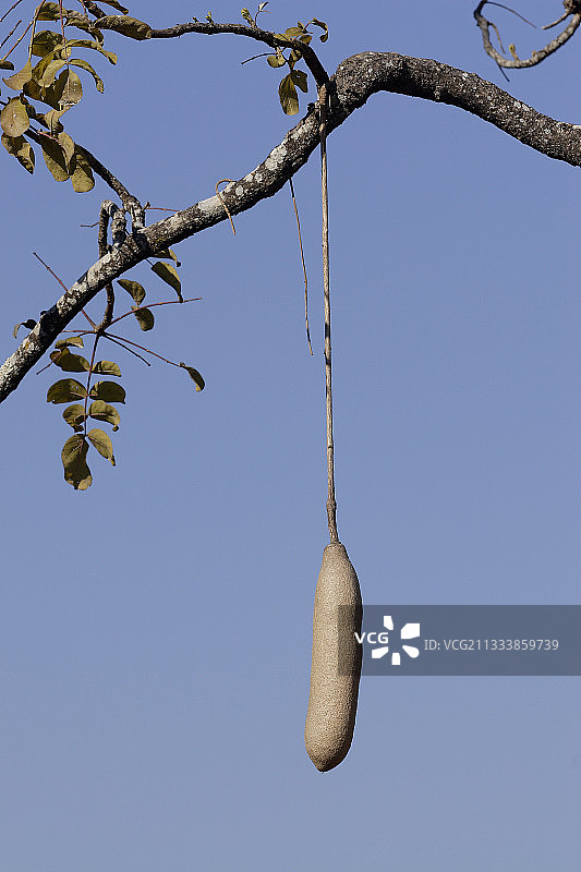 赞比亚吊瓜树果实图片素材