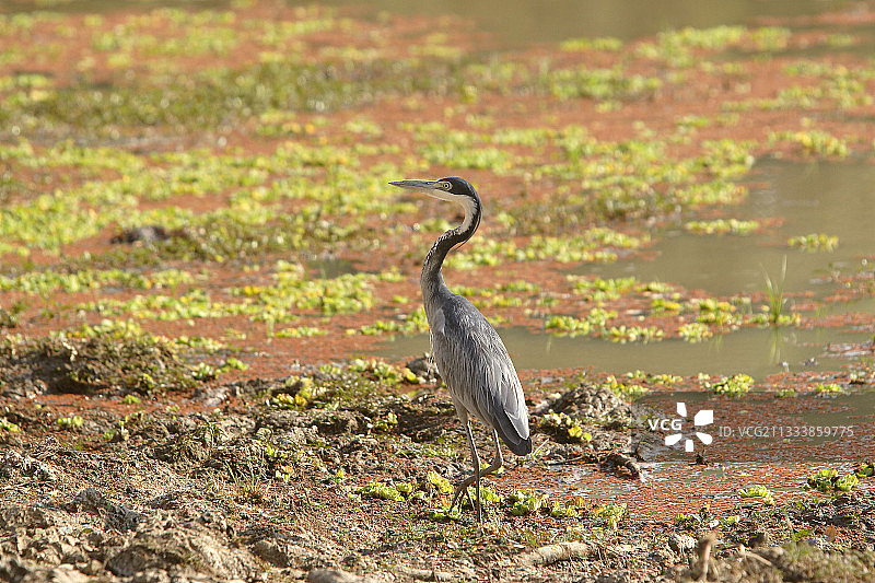 南卢安瓜国家公园的黑头鹭图片素材