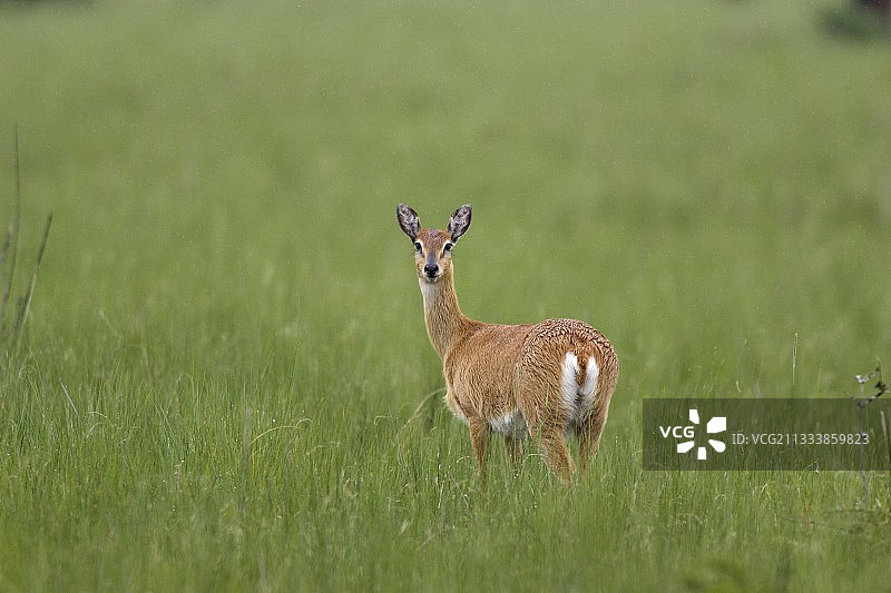 埃塞俄比亚稀树草原上的雌性小苇羚图片素材