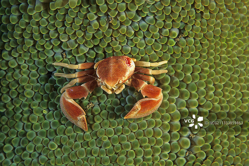 印度尼西亚万鸦老海葵上的螃蟹图片素材