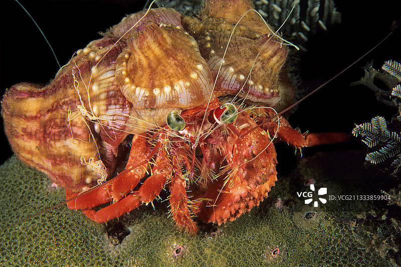 印度尼西亚万鸦老的Anemone载体图片素材