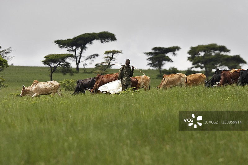 埃塞俄比亚奥罗莫族牧民图片素材