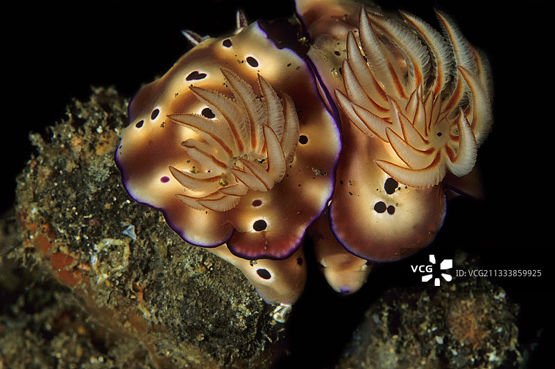 印度尼西亚万鸦老的裸鳃亚目动物图片素材