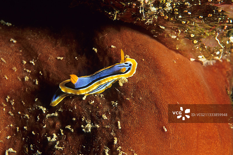 睡衣海蛞蝓 布纳肯岛 印度尼西亚图片素材