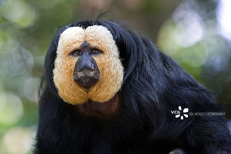 新加坡圭亚那须眉猴的肖像图片素材