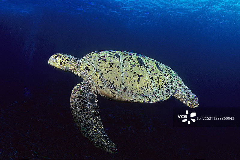 新喀里多尼亚游泳的海龟图片素材