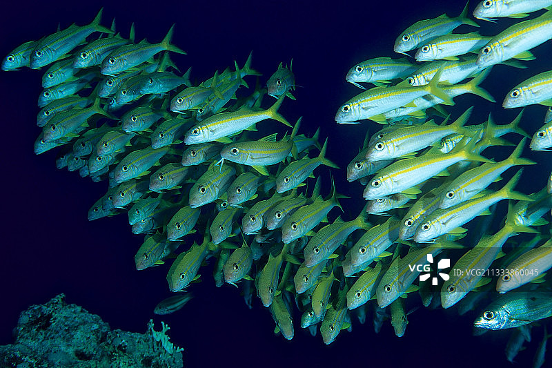 埃及红海的鲷鱼群图片素材