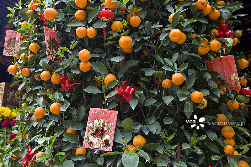 新加坡中国寺庙里的橘子树图片素材