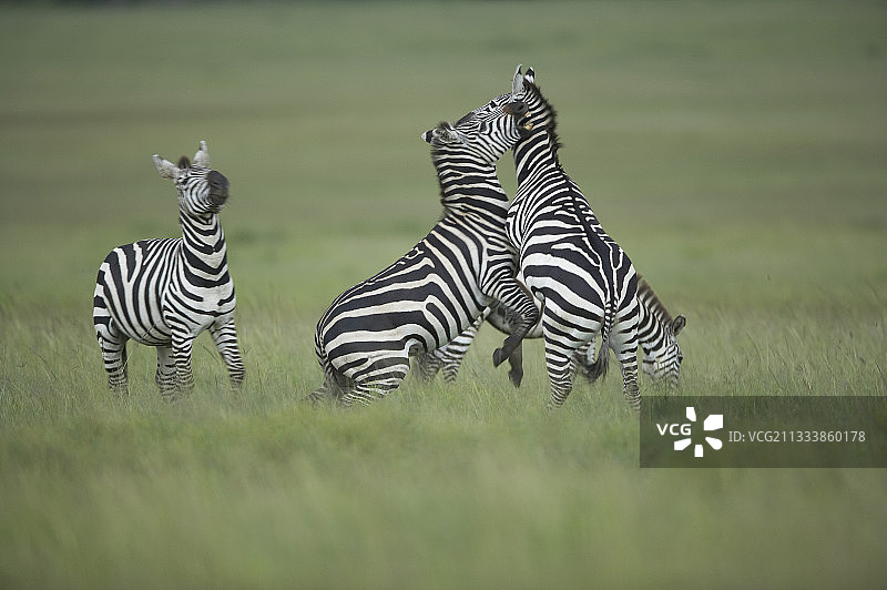 格氏斑马在肯尼亚马赛马拉的争斗图片素材