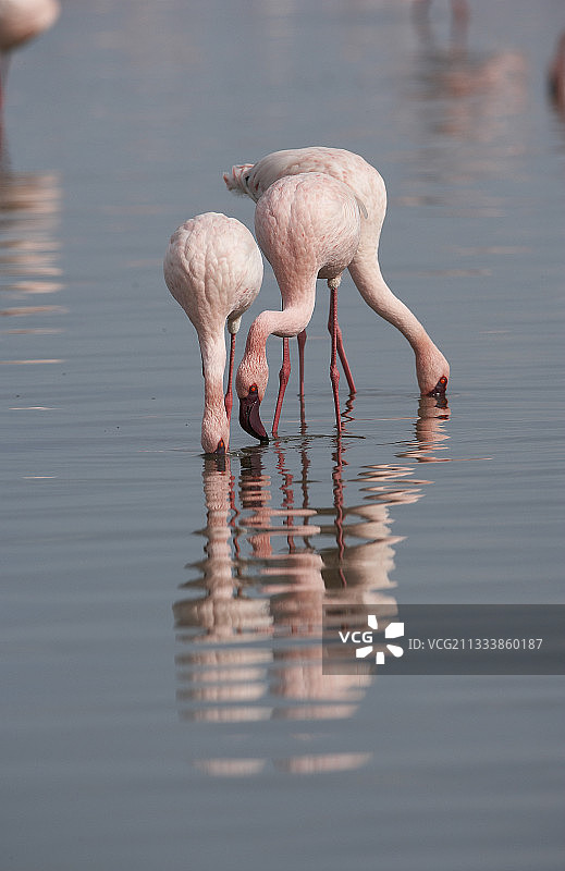 肯尼亚纳库鲁湖觅食的小火烈鸟图片素材