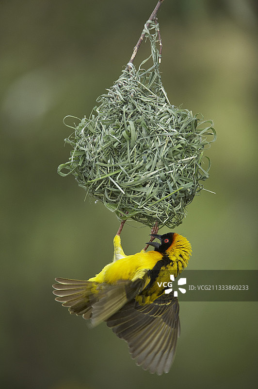 肯尼亚马赛马拉的织巢鸟图片素材