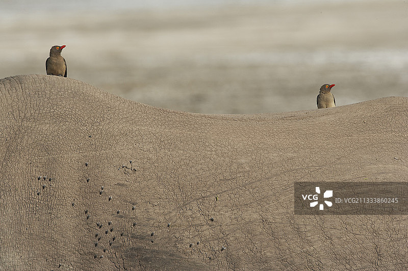 红嘴牛椋鸟在犀牛上图片素材