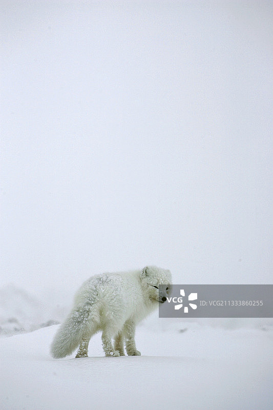 北极狐与冰岛的极寒作斗争图片素材