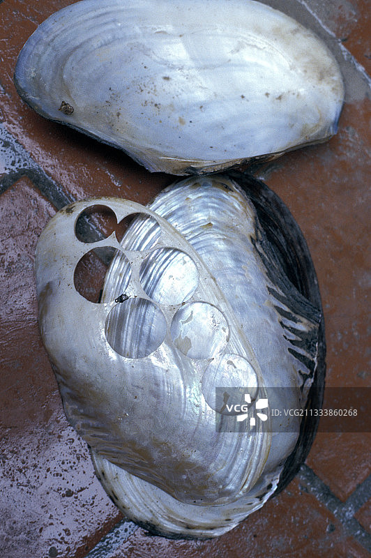 用于制造各种物品的珍珠母图片素材