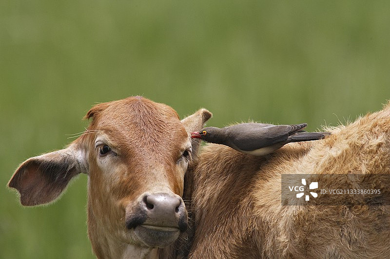 在埃塞俄比亚牛犊上的红嘴牛椋鸟图片素材