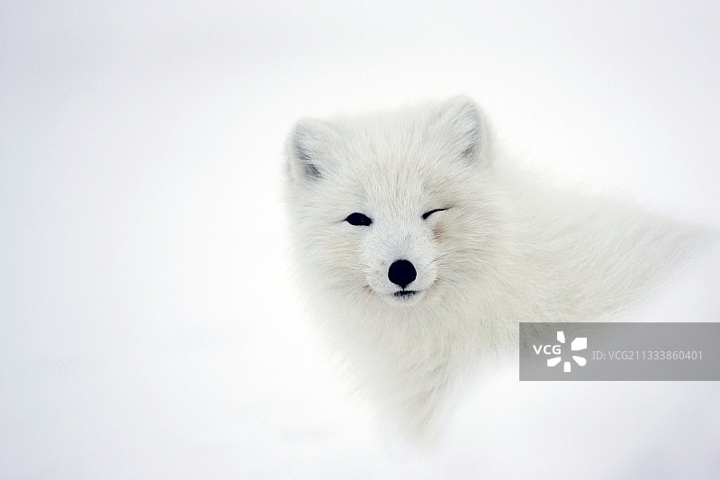 动物凝视着摄影师图片素材