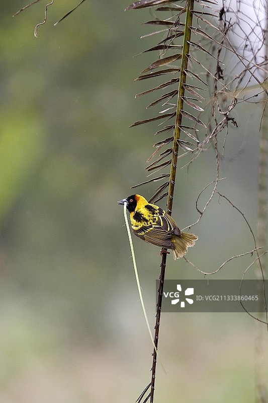 阿尔西地区图片素材