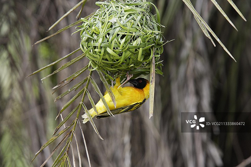 阿尔西地区图片素材