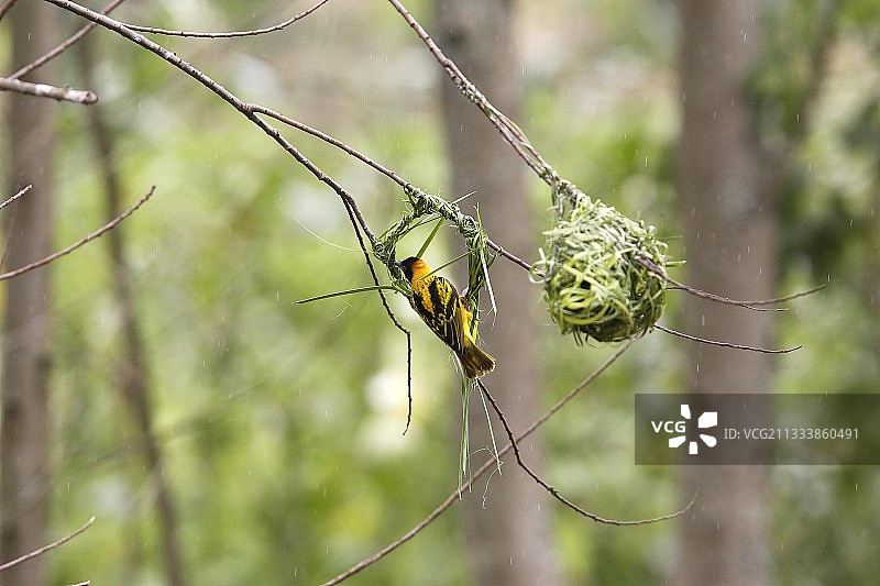 阿尔西地区图片素材