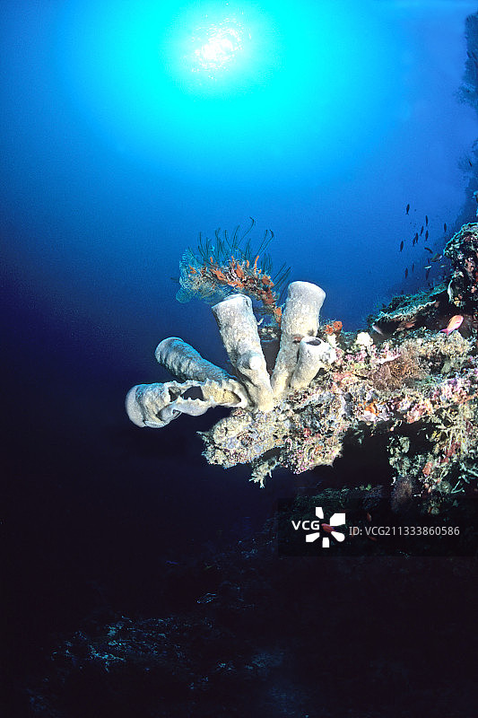 管状海绵，马来西亚锡巴丹岛西点图片素材