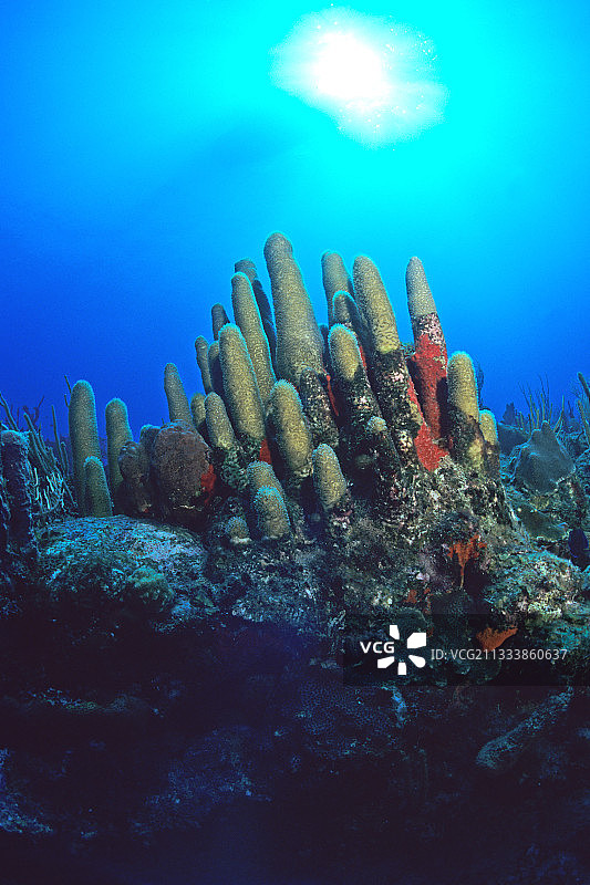 荷属安的列斯群岛圣尤斯特歇斯岛的加勒比珊瑚礁图片素材