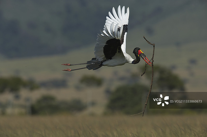 鞍嘴鹳在肯尼亚的巢里带来一根树枝图片素材