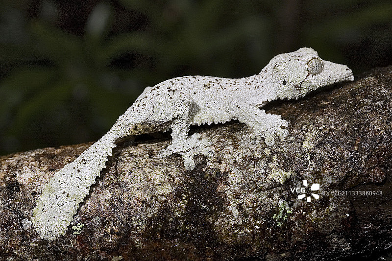 马达加斯加树枝上躲藏的长满苔藓的叶尾壁虎图片素材