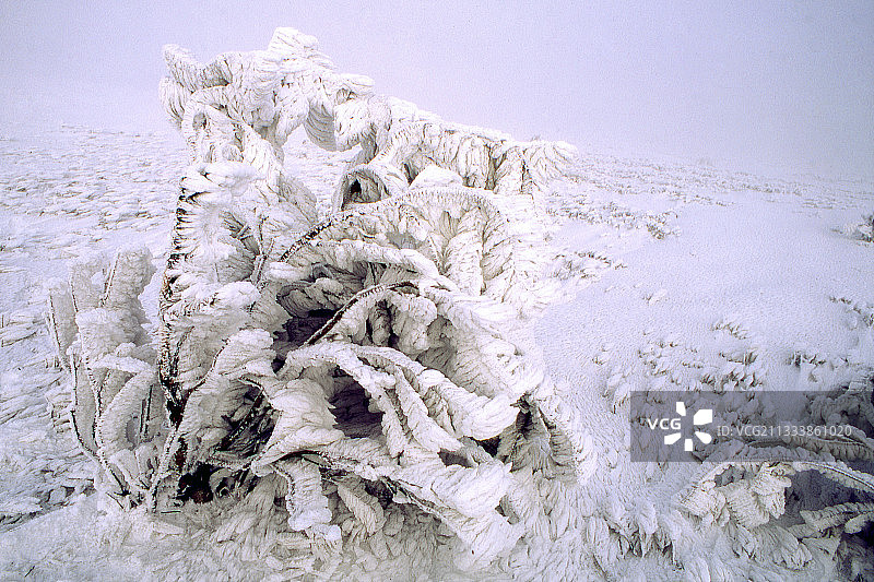 冬季法国雪中的树图片素材