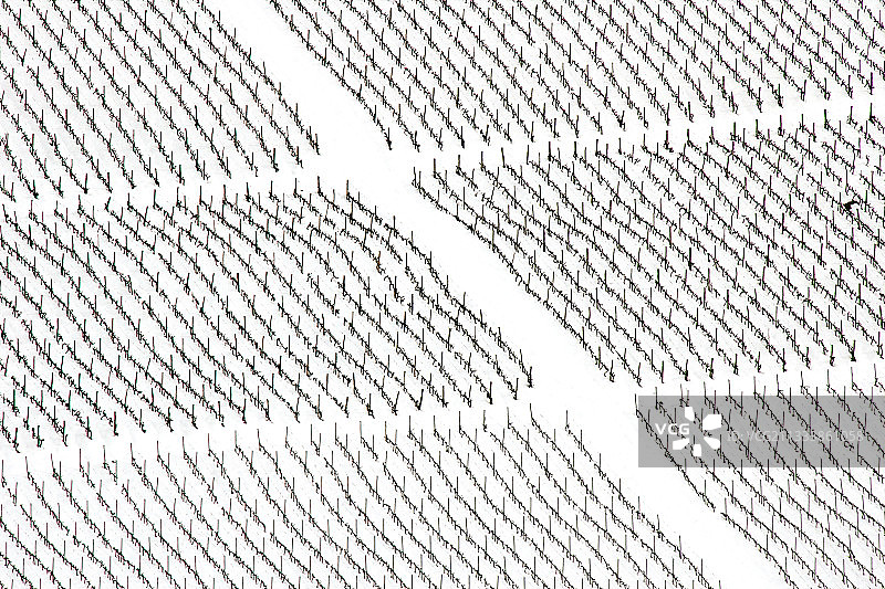 法国上萨瓦省冬季雪景葡萄园图片素材