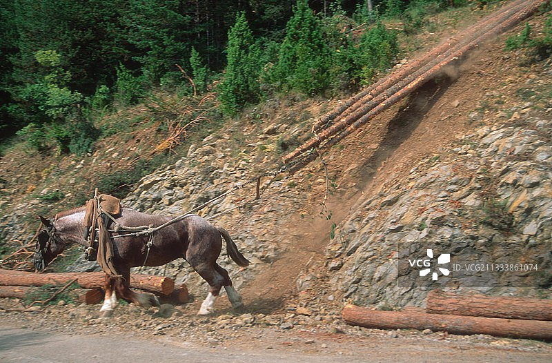 西班牙巴塞罗那省的原木与马匹图片素材