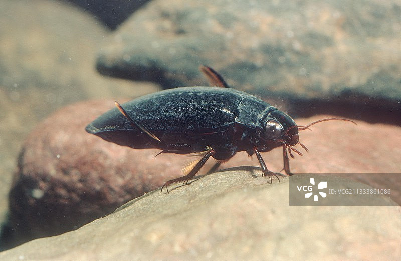 池塘里的龙虱图片素材