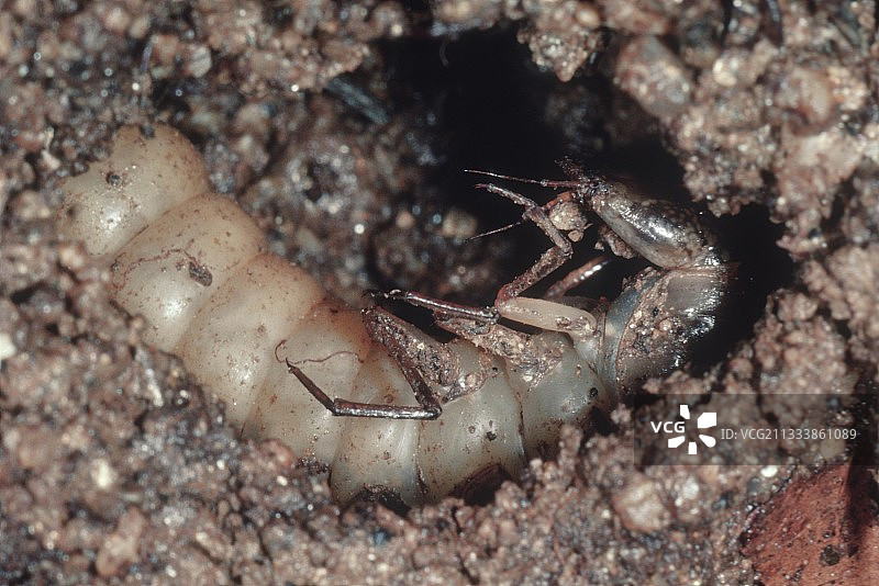 大龙虱幼虫在巢中化蛹图片素材