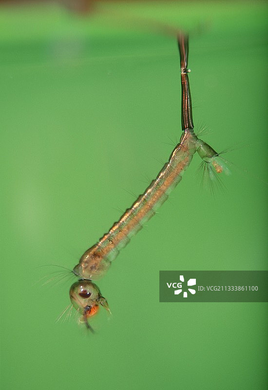 池塘水面下的家蚊幼虫图片素材