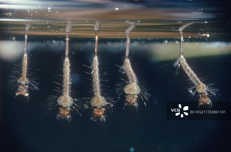 池塘水面下的家蚊幼虫图片素材