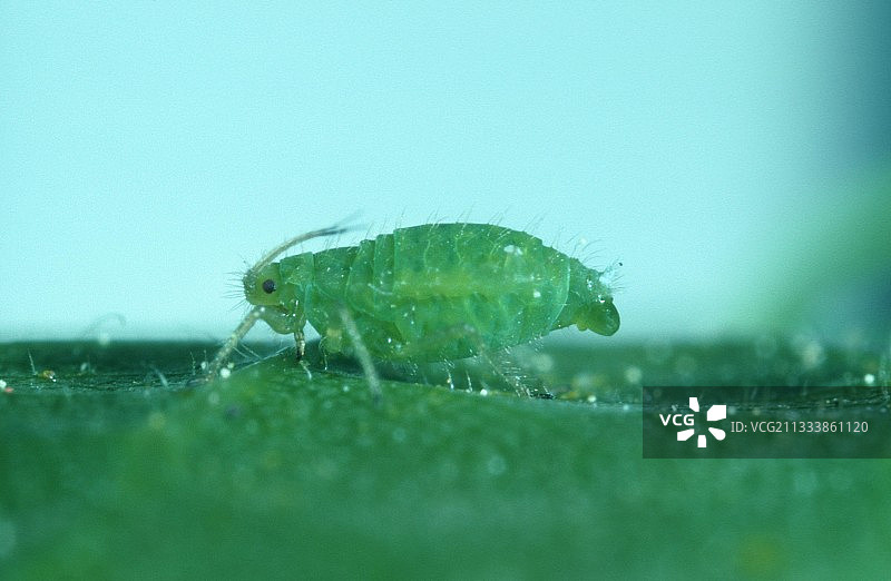 雌性蚜虫在叶子上生产图片素材