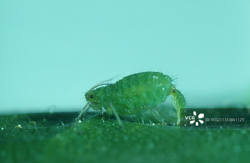 雌性蚜虫在叶子上生产图片素材