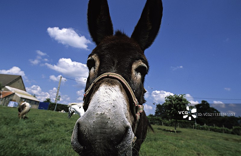 地点：Nevers-St-Eloi的博雷加德避难所图片素材