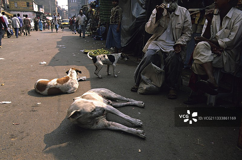 印度街景：路边休息的狗图片素材