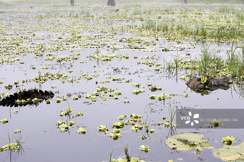 秘鲁亚马逊桑多瓦尔湖中的黑色凯门鳄图片素材