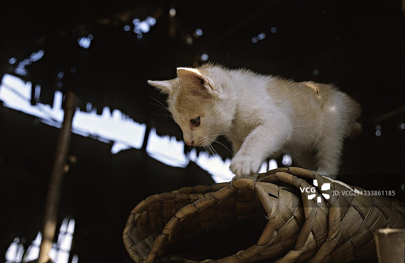 在柬埔寨暹粒地毯上的好奇红白小猫图片素材