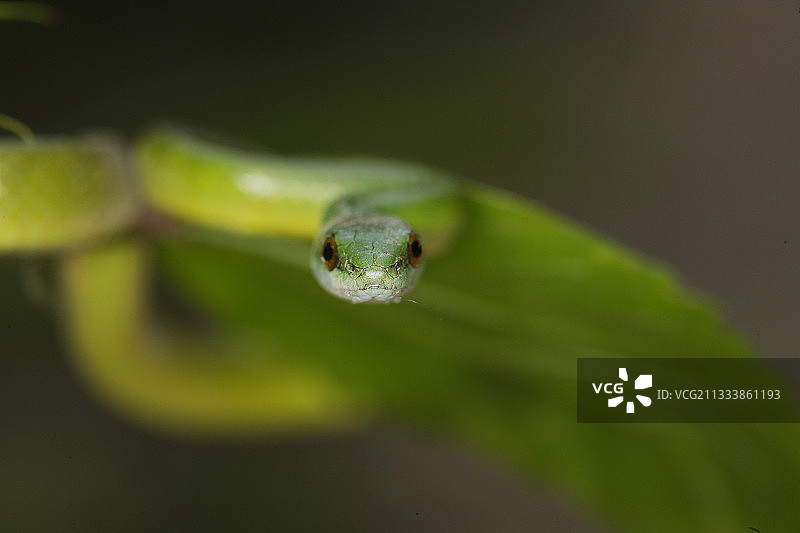 秘鲁亚马逊桑多瓦尔湖畔绿蛇图片素材